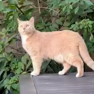 lost male cat pisok